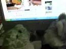 Re: Gary Brolsma on American Idol - Webkinz Style Re: Gary Brolsma on American Idol - Webkinz Style