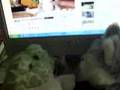 Re: Gary Brolsma on American Idol - Webkinz Style