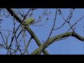 Ring Necked Parakeet exits hole