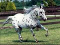 Chevaux magnifique