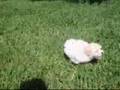 Bichón Habanero video