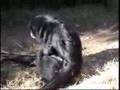 Baby Siamang at the El Paso Zoo
