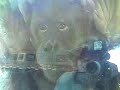 Orangutan watches & imitates human behavior (endangered)