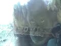 Orangutan imitates human behavior (endangered)