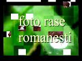 porumbei-rase-romane