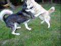 Alaskan Malamute video