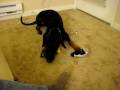 videos de Dog and parrot fight over an apple