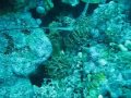 Jamica (Negril)