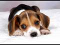videos de STRANGE NEWS: Cute Puppy & Sex Mad Mother ...