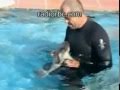 Nipper The Rescued Baby Dolphin Gets A ...