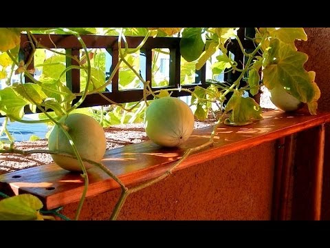 Growing Honeydew Melon from Seeds, Days 272-286