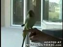 Profi parrot