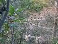 5x5 Bull Elk Just Feet Away From Me