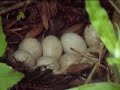 Mallard Duck family nesting in the garden