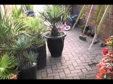 how to replant small palm tree