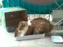 Sharpening Cat