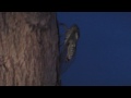 Single Cicada singing Denver Colorado USA August 2009
