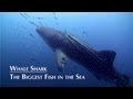 The Biggest Fish in The Sea, Whale Shark HD Koh Tao Thailand.
