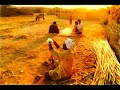 Al-Hidayah ~ Rabbana - Shajarian