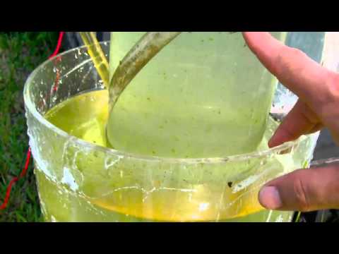 Algae Biofuel Panel Reproduction 
