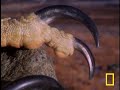 Golden-Eagle-vs-Hare