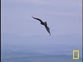 Golden Eagle vs. Hare