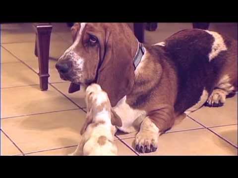 hound - This one was too cute not to post. At three weeks old we let our basset puppies from our Toy Story litter meet daddy Noble. This is from July of 2012.