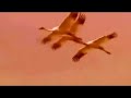 Kroonk-Komitas