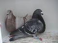 Gorguero 2