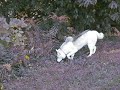 Miss Cleo in her favorite park