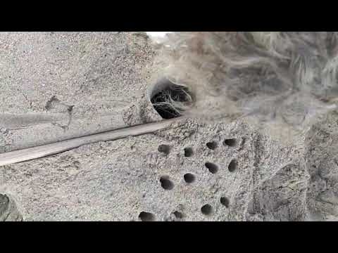 Lacona, quarto nido di tartaruga marina all'Elba