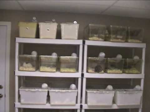 Rodent Room