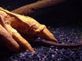 Bichirs feeding.