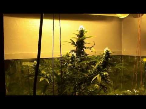 how to grow with a 400 watt hps