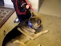 German Shepard and recorder