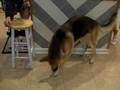 videos de dog.avi