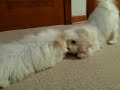 maltese   maltipoo puppies