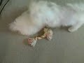 Maltese & Maltipoo puppies