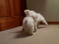 maltese   maltipoo puppies