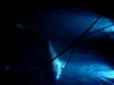 Sharks in Bahamas2