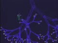 A Fractal Model of Human Bronchi