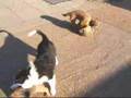 Border Terrier video