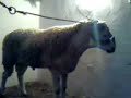 mouton zakaria