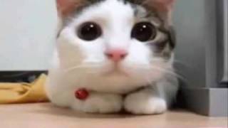 “แมว” ดูต่อหยอดเหรียญสิบ