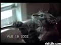 Crazy cats