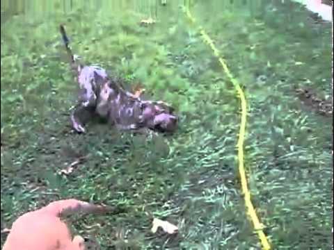 AKC English Mastiff