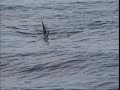 Swordfishing, Rack Em Up