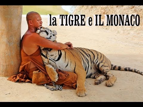Tigre - LA TIGRE E IL MONACO. (documentario) Nel tempio buddista Pa Luangta Bua, di Kanchanaburi, nel nord ovest della Thailandia, un piccolo gruppo di monaci guidat...
