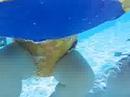 Camera Swimming
