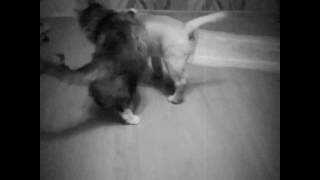 Большой привет от Маленьких Лабро-Москвичей) 🎀 Тея -Нoney View Sambuka (Timantti Solid Summer Day &